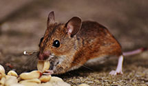 24 Hour & Emergency Exterminators in Coconutcreek, FL